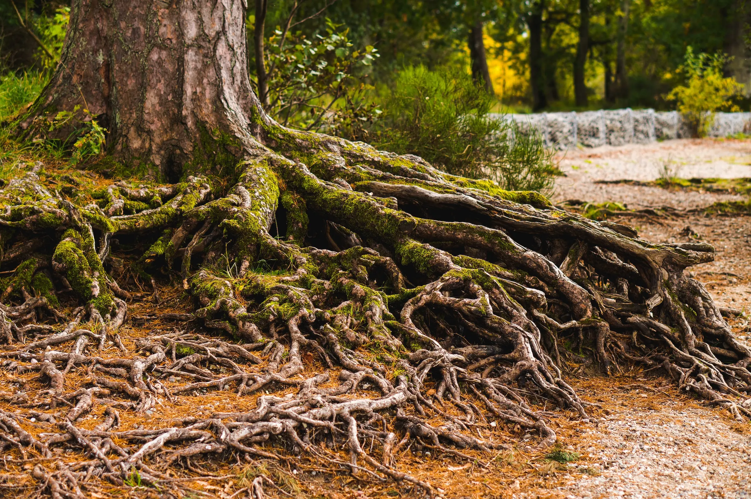 Le tronc d'un arbre avec des racines apparentes.