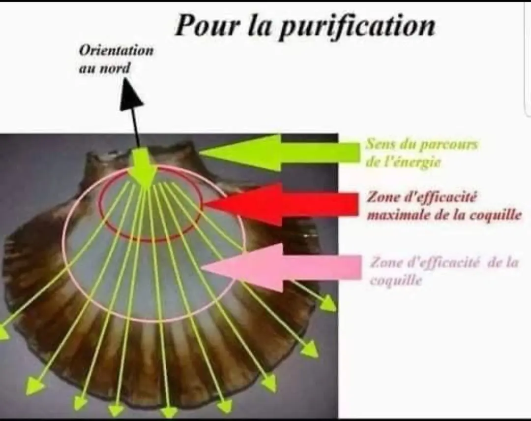 Schéma décrivant les zones optimales de la coquille Saint Jacques.